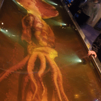 Colossal Squid