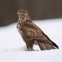 Common Buzzard