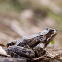 Common Frog