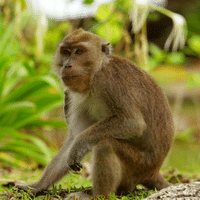 Crab eating Macaque