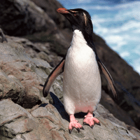 Crested Penguin