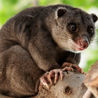 Cuscus