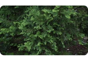Cypress plant