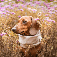 Dachshund