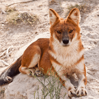 Dhole