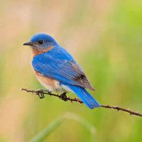 Eastern Bluebird