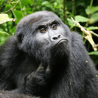 Eastern Gorilla