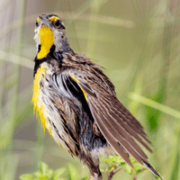 Eastern Meadowlark