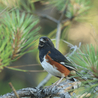 Eastern Towhee