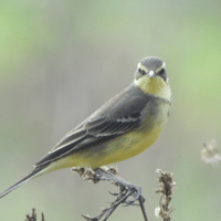 Eastern Yellow Wagtail