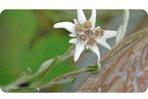 Edelweiss plant