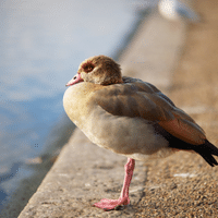 Egyptian Goose