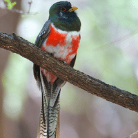 Elegant Trogon