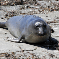 Elephant Seal