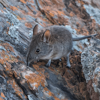 Elephant Shrew