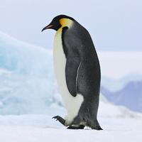 Emperor Penguin