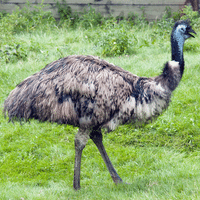 Emu