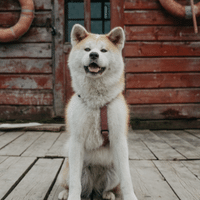 Eskimo Dog