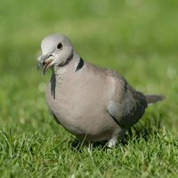 Eurasian Collared Dove