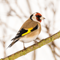 European Goldfinch