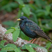 European Starling