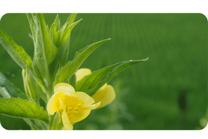 Evening Primrose plant