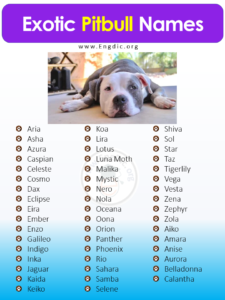 500+ Best Unique Pitbull Names (Male, Female) – EngDic