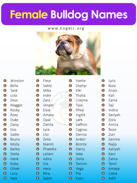 250+ Female Bulldog Names (Unique, Exotic, Funny) - EngDic