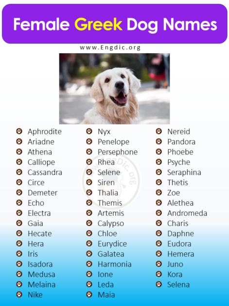 300+ Greek Dog Names (Pups, Male, Female) - EngDic