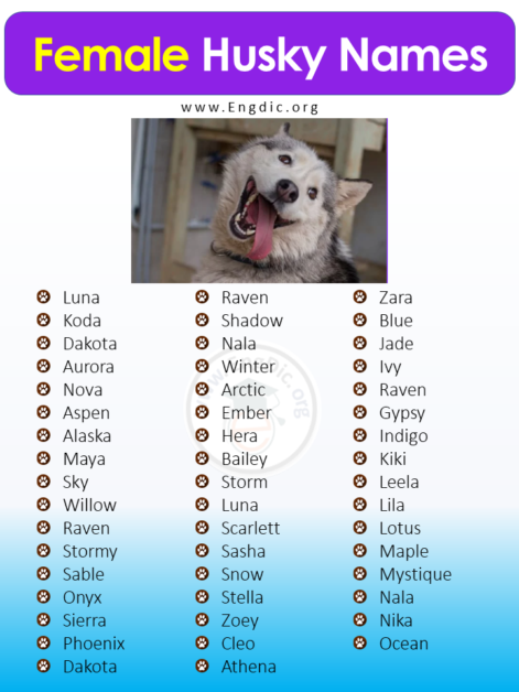 300-best-husky-names-male-female-unique-exotic-engdic