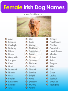 200+ Irish Dog Names (Male, Female, Pups) With Meanings – EngDic