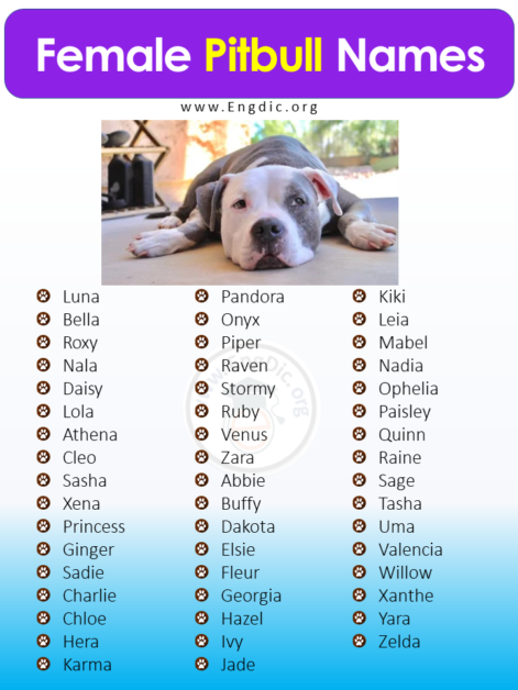 500+ Best Unique Pitbull Names (Male, Female) – EngDic