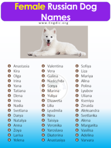 300+ Most Popular Russian Dog Names (Male, Female) – EngDic