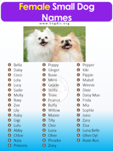 400+ Cutest Small Dog Names (Male, Female) - EngDic