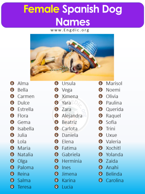 200+ Most Popular Spanish Dog Names (Male, Female) – EngDic