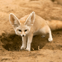 Fennec Fox