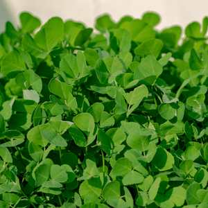 Fenugreek