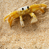 Fiddler Crab