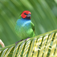 Fiji Parrotfinch