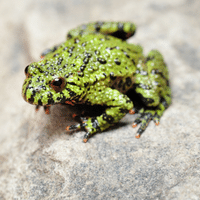 Fire bellied Toad