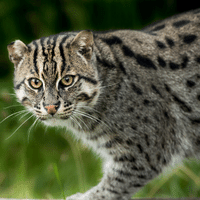 Fishing Cat