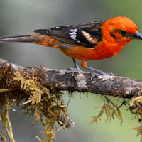 Flame colored Tanager