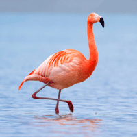 Flamingo