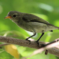 Flowerpecker