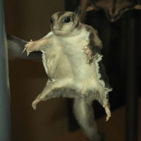 Flying Squirrel