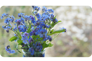 Forget Me Not plant