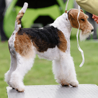 Fox Terrier