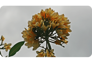 Frangipani plant