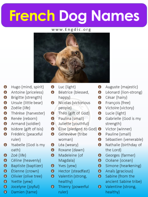 250+ French Dog Names (Male/Female) With English Meanings - EngDic