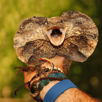 Frilled Lizard